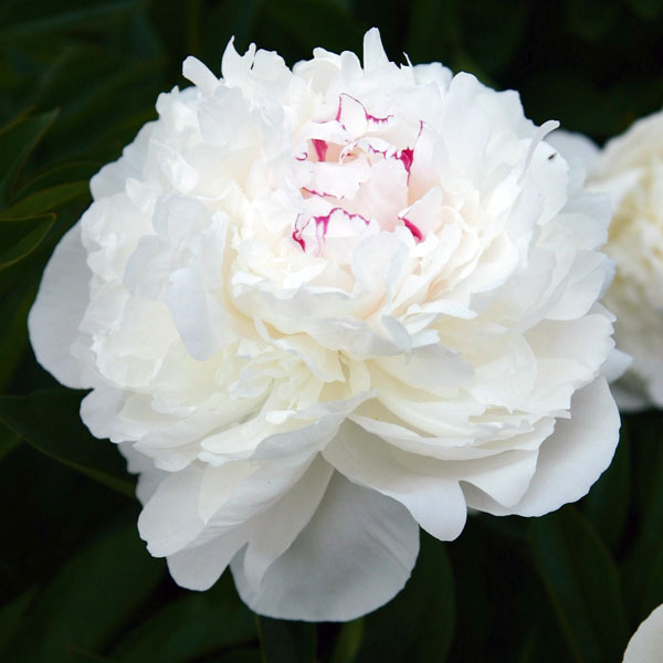 園芸ネット本店｜シャクヤク（芍薬）：ラテンドール4号ポット の通販