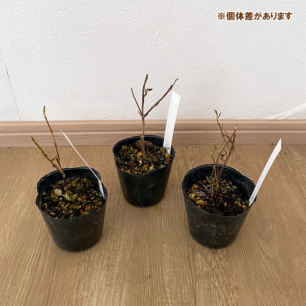 ヤマアジサイ:セトノニジ(瀬戸の虹)3号ポット
