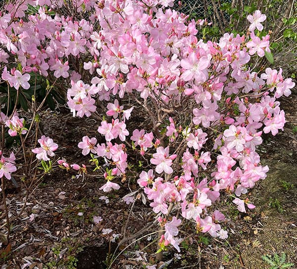ツツジ：クロフネツツジ 羽衣（ハゴロモ）4号ポット