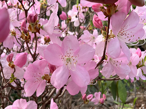 ツツジ：クロフネツツジ 羽衣（ハゴロモ）4号ポット