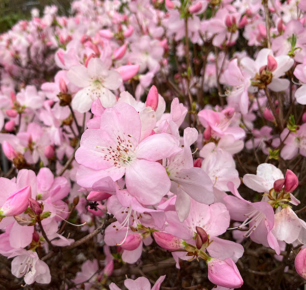ツツジ：クロフネツツジ 羽衣（ハゴロモ）4号ポット