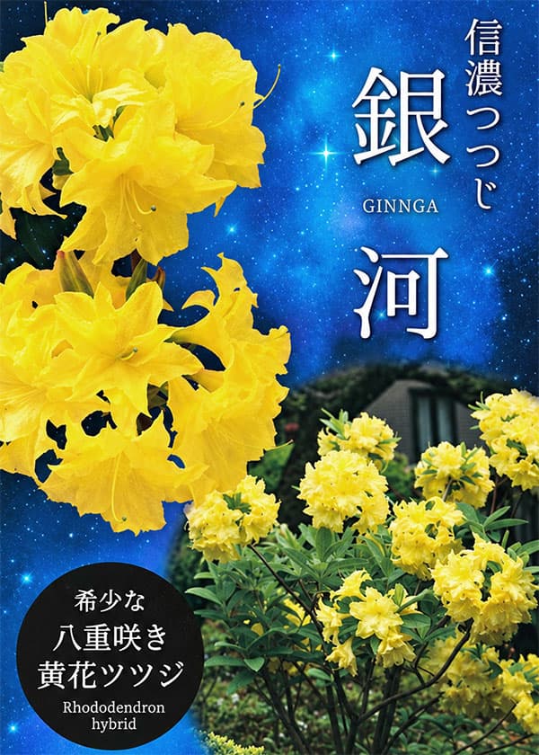 ツツジ：信濃ツツジ 銀河（ギンガ）3.5号ポット