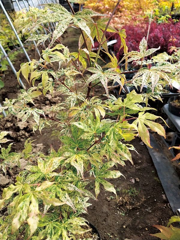 モミジ(カエデ):浮雲(ウキグモ)3.5号ポット