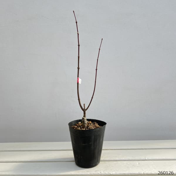 モミジ（カエデ）：浮雲（ウキグモ）3.5号ポット