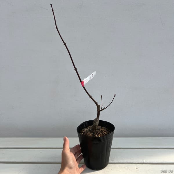 モミジ（カエデ）：浮雲（ウキグモ）3.5号ポット