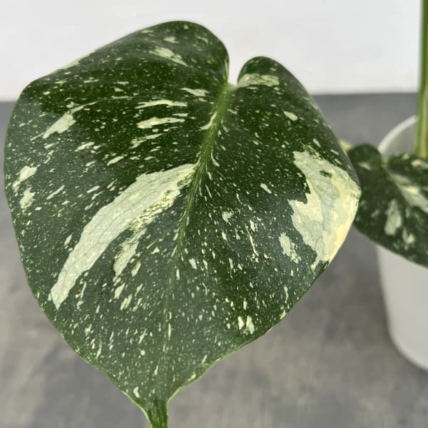 モンステラ:タイコンステレーション(散斑)4号鉢入り