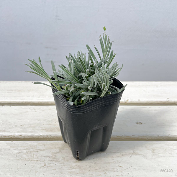 [送料無料]イングリッシュラベンダー：プラチナラベンダー3号ポット 12株セット