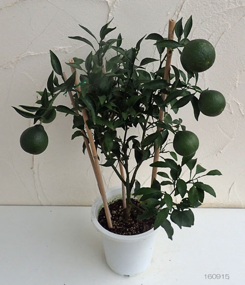 デコポン6号鉢植え[実付き]