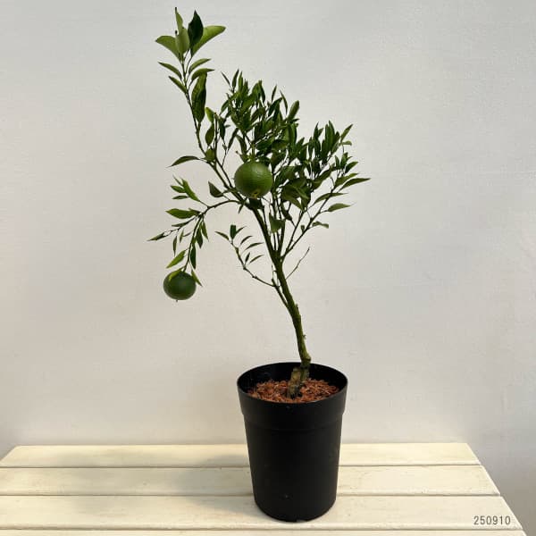デコポン6号鉢植え[実付き]