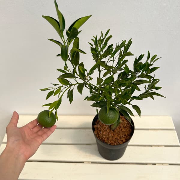 デコポン6号鉢植え[実付き]