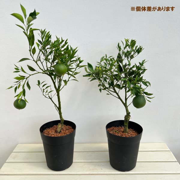デコポン6号鉢植え[実付き]