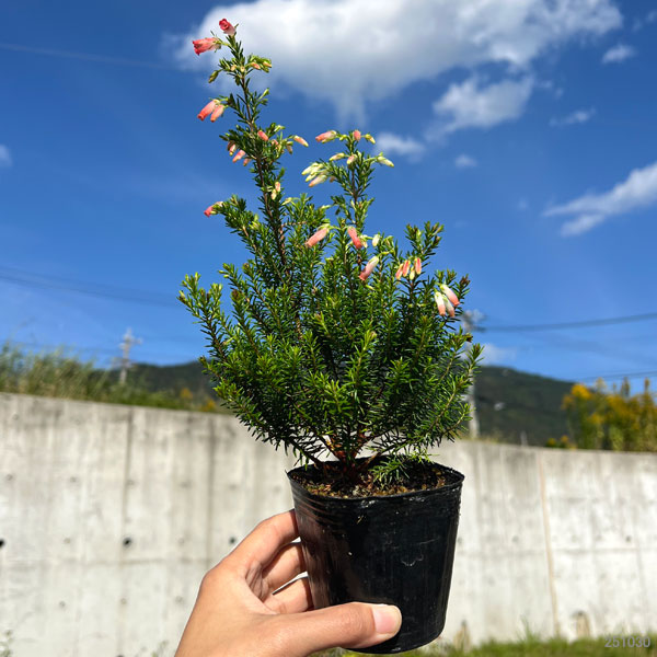 エリカ:ウインターファイヤー3-3.5号ポット