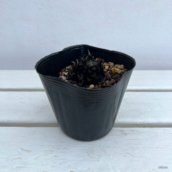 コゴミ（クサソテツ）3.5号ポット