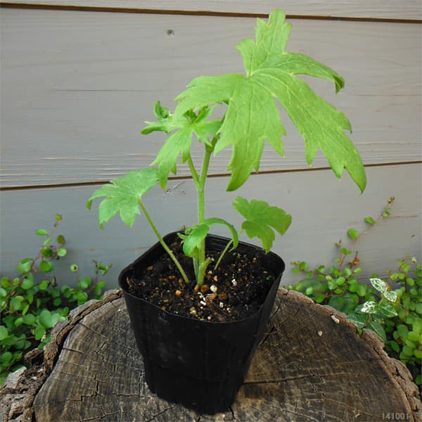 デルフィニウム:ガラハット3.5号ポット2株セット