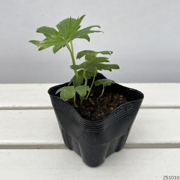 デルフィニウム:ガラハット3.5号ポット2株セット