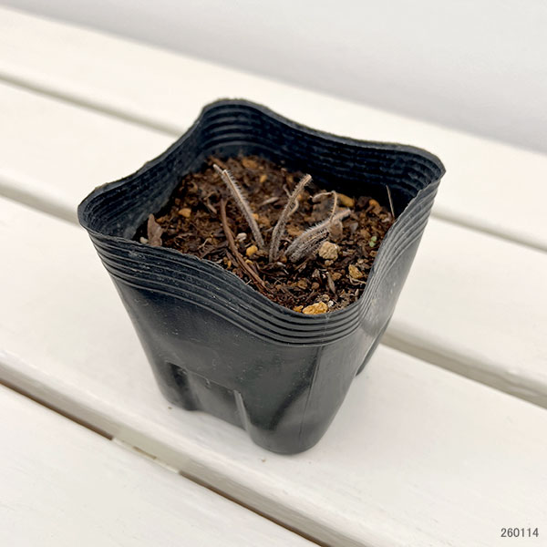 デルフィニウム：ガラハット3.5号ポット 6株セット