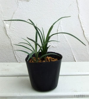 アッツザクラ(ロドヒポキシス):ルビーの輝き2.5号ポット