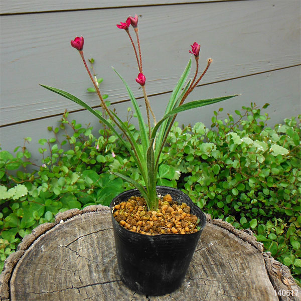 アッツザクラ(ロドヒポキシス):ルビーの輝き2.5号ポット