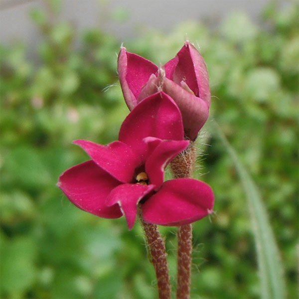 アッツザクラ(ロドヒポキシス):ルビーの輝き2.5号ポット