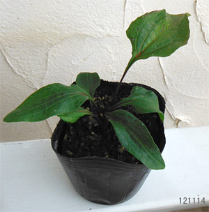 エキナセア:パープレア ダブルデッカー3号ポット