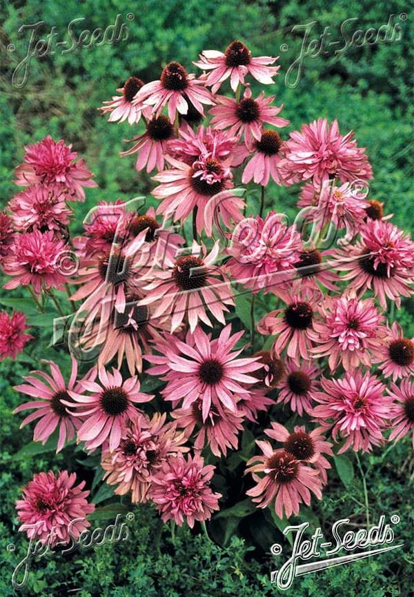 エキナセア:パープレア ダブルデッカー3号ポット