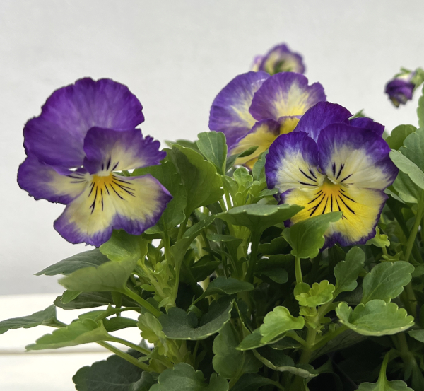 パンジー虹色スミレ:ロイヤルブルー3-3.5号ポット