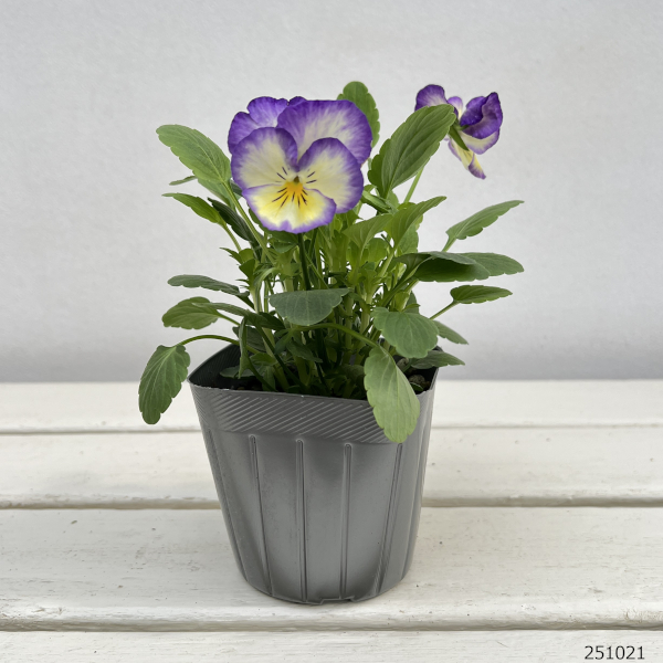 パンジー虹色スミレ:ロイヤルブルー3-3.5号ポット