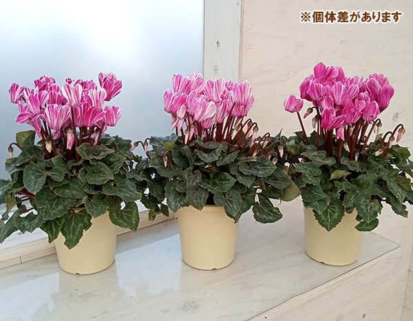 [25年11月中下旬予約]ミニシクラメン：マーブルキャンディー4号鉢植え