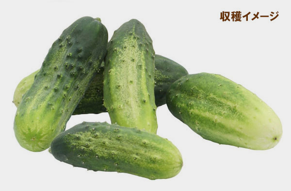 [送料無料]ピクルスキュウリの種 2袋セット[野菜タネ]