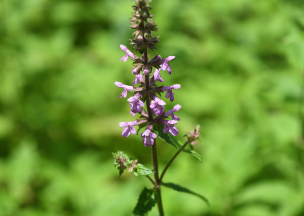 [送料無料]チョロギ3号ポット 24株セット