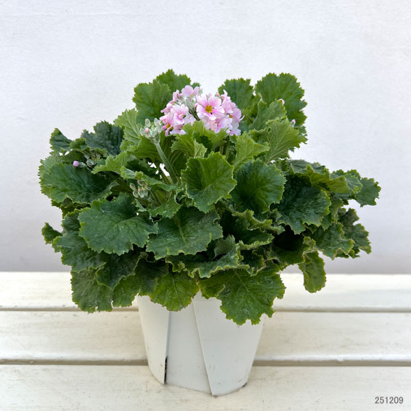 プリムラ・フジザクラ（富士桜）：バイカラーピンク5号鉢植え（覆輪ピンク）