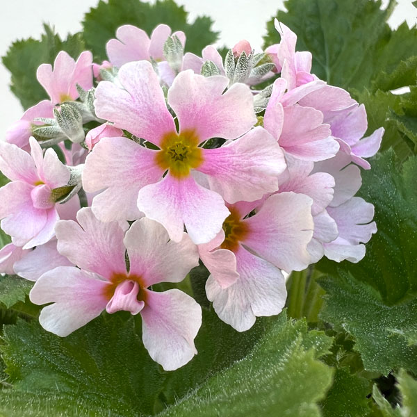 プリムラ・フジザクラ（富士桜）：バイカラーピンク5号鉢植え（覆輪ピンク）