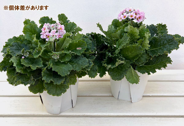 プリムラ・フジザクラ（富士桜）：バイカラーピンク5号鉢植え（覆輪ピンク）