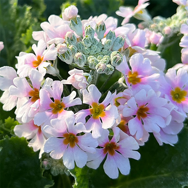 プリムラ・フジザクラ（富士桜）：バイカラーピンク5号鉢植え（覆輪ピンク）