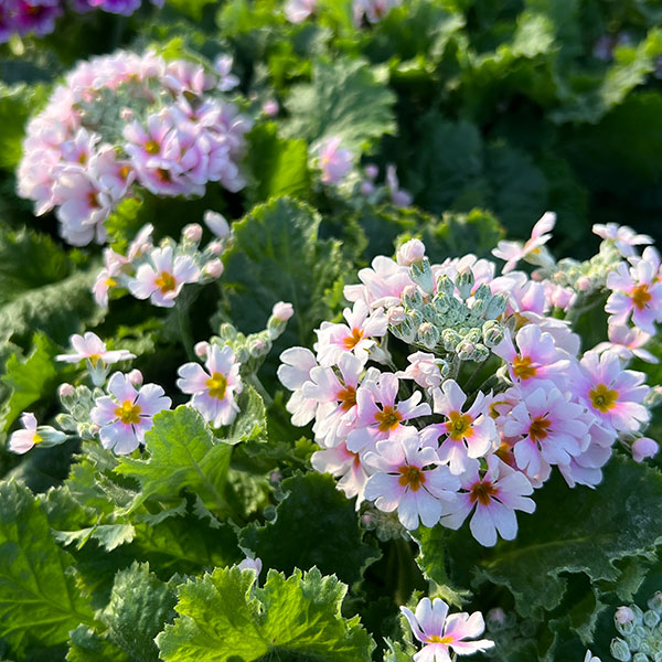 プリムラ・フジザクラ（富士桜）：バイカラーピンク5号鉢植え（覆輪ピンク）