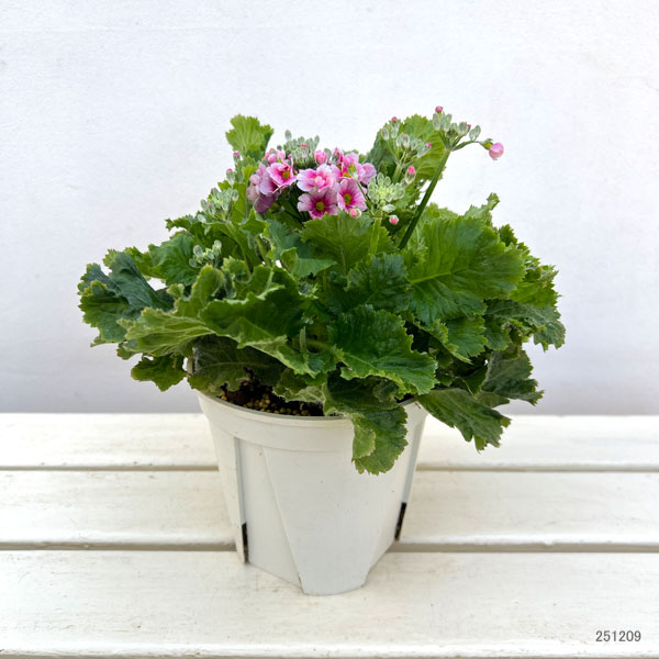 プリムラ・フジザクラ(富士桜):バイカラーレッド5号鉢植え(覆輪レッド)