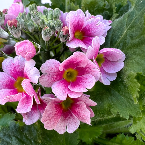 プリムラ・フジザクラ(富士桜):バイカラーレッド5号鉢植え(覆輪レッド)