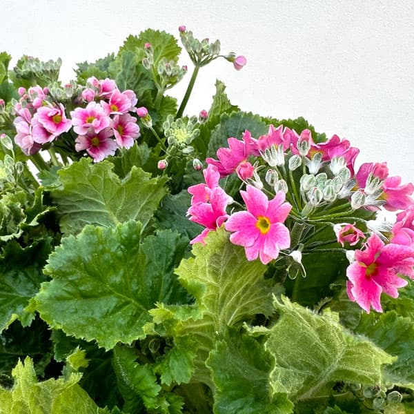 プリムラ・フジザクラ(富士桜):バイカラーレッド5号鉢植え(覆輪レッド)