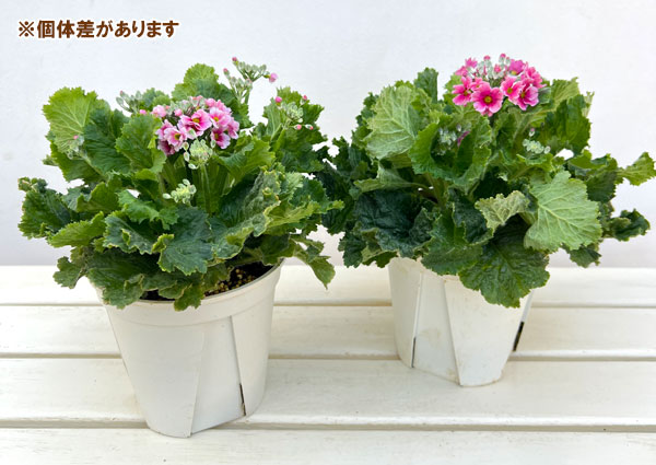 プリムラ・フジザクラ(富士桜):バイカラーレッド5号鉢植え(覆輪レッド)