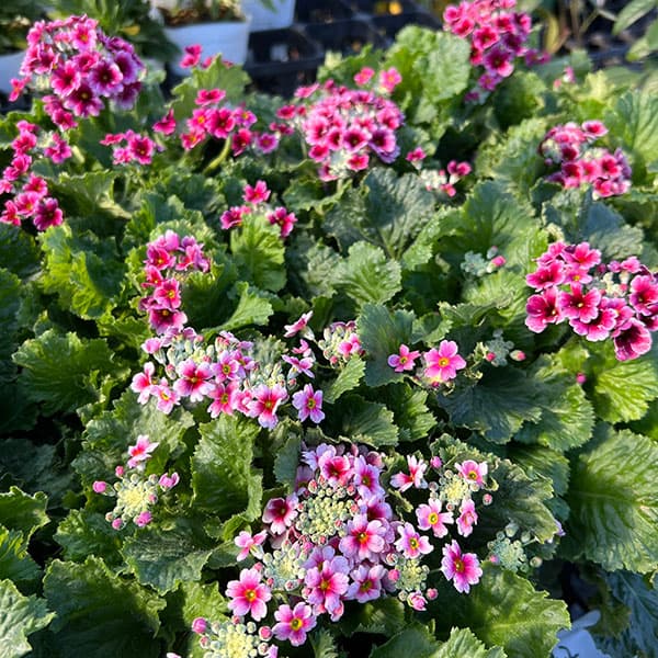 プリムラ・フジザクラ(富士桜):バイカラーレッド5号鉢植え(覆輪レッド)