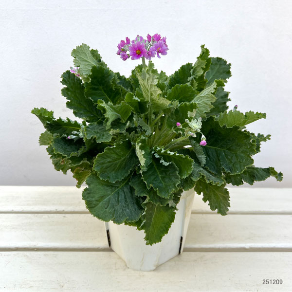 プリムラ・フジザクラ（富士桜）：バイカラーブルー（青みがかったピンク）5号鉢植え（覆輪ブルー）