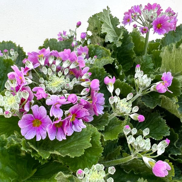 プリムラ・フジザクラ（富士桜）：バイカラーブルー（青みがかったピンク）5号鉢植え（覆輪ブルー）