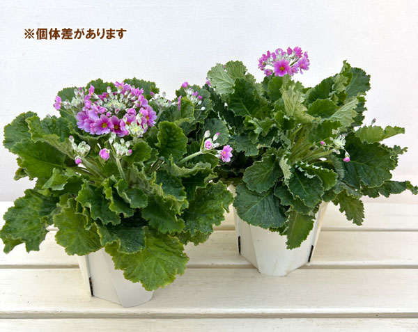 プリムラ・フジザクラ（富士桜）：バイカラーブルー（青みがかったピンク）5号鉢植え（覆輪ブルー）