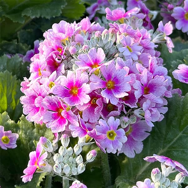 プリムラ・フジザクラ（富士桜）：バイカラーブルー（青みがかったピンク）5号鉢植え（覆輪ブルー）