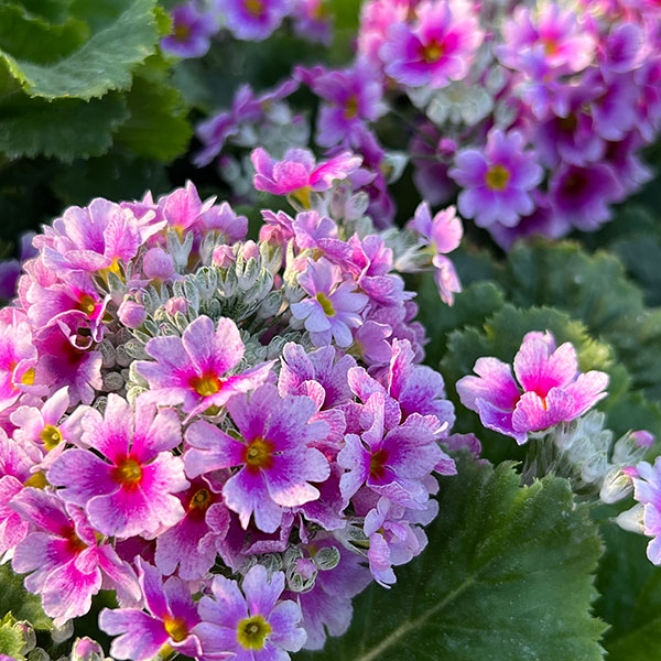 プリムラ・フジザクラ（富士桜）：バイカラーブルー（青みがかったピンク）5号鉢植え（覆輪ブルー）