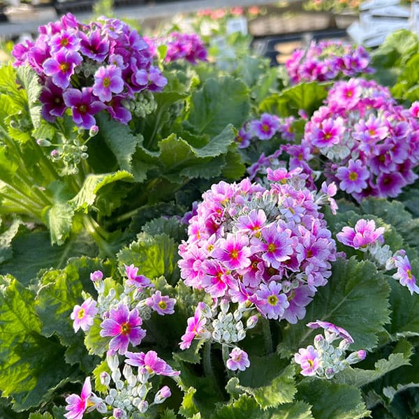 プリムラ・フジザクラ（富士桜）：バイカラーブルー（青みがかったピンク）5号鉢植え（覆輪ブルー）