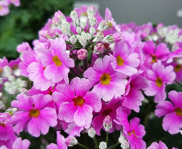 プリムラ・フジザクラ（富士桜）：バイカラーブルー（青みがかったピンク）5号鉢植え（覆輪ブルー）