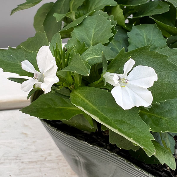 ロベリア：ジャンヌ　ベル3.5号ポット