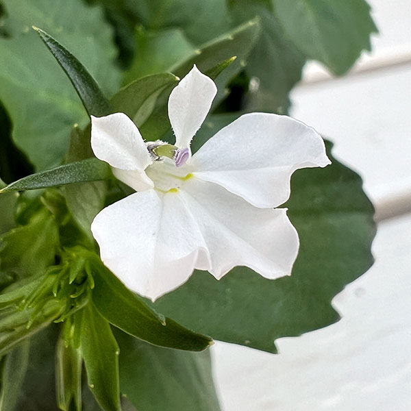 ロベリア：ジャンヌ　ベル3.5号ポット