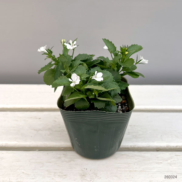 ロベリア：ジャンヌ　ベル3.5号ポット